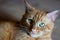 Portrait of beautiful metis red cat, closeup lying, looking at the camera