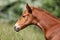 Portrait of a beautiful newborn little horse