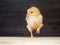 Portrait of a beautiful newborn yellow chick. Funny chicken raised paw