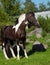 Portrait of the beautiful paint draft horse