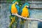 Portrait of a beautiful pair of parrots