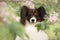 Portrait of beautiful papillon dog posing on the sakura flowers background