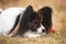 Portrait of beautiful papillon dog with pumpkin and apples lying in the field. Gorgeous Continental toy spaniel outdoors