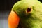 Portrait of Beautiful parrot standing closed up face