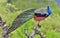 Portrait of beautiful peacock with feathers out. The Indian peafowl or blue peafowl Pavo cristatus