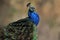 Portrait of a beautiful peacock, Pavo cristatus