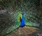 Portrait of a beautiful peacock. photo of wild animals. Peacock