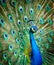 Portrait of a beautiful peacock. photo of wild animals. Peacock