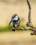 Portrait of a beautiful pied Kingfisher perched in Kruger national park