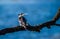 Portrait of a beautiful pied Kingfisher perched in Kruger national park