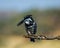 Portrait of a beautiful pied Kingfisher perched in Kruger national park