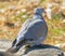 portrait of a beautiful pigeon