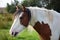 Portrait of a beautiful pinto horse in Ireland