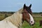 Portrait of a beautiful pinto horse in Ireland