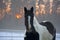 Portrait of beautiful pinto horse in rays of winter evening sunset.