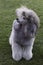 Portrait of beautiful poodle dog.