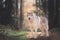 Portrait of beautiful and prideful Beige dog breed Siberian Husky standing in the bright fall forest at sunset