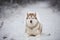 Portrait of beautiful, prideful and free Siberian Husky dog lying on the snow in the mysterious dark forest in winter