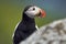 Portrait of a beautiful puffin