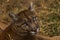 Portrait of Beautiful Puma. Cougar, mountain lion, puma, panther, striking pose, scene in the woods, wildlife America