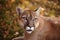 Portrait of Beautiful Puma in forest. American cougar - mountain lion. Wild cat in the autumn forest, scene in the