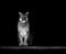 Portrait of Beautiful Puma, Puma in the dark. American cougar