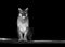 Portrait of Beautiful Puma, Puma in the dark. American cougar