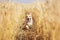 Portrait of beautiful puppy dog Corgi walking in Golden ears on a field of ripe wheat in the village in the summer funny sticking