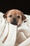 Portrait of a beautiful puppy on a white blanket. Studio photo on a black background. Vertically framed shot