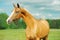 Portrait of beautiful purebred akhalteke mare