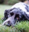 portrait of a beautiful purebred cocker spaniel, focus on the eyes