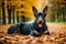 Portrait of a beautiful purebred doberman dog in the park. Generative AI