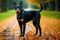 Portrait of a beautiful purebred doberman dog in the park. Generative AI