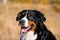 Portrait of  beautiful purebred dog Berner Sennenhund close-up