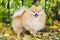 Portrait of beautiful purebred thoroughbred Pomeranian spitz on natural autumn background. little fluffy cute doggy raises his paw