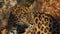 Portrait of beautiful rare amur leopard in Primorsky Safari Park, Russia