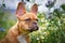 Portrait of beautiful red fawn French Bulldog puppy with 16 weeks between flower meadow durings