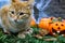 Portrait of a beautiful red-haired domestic cat sitting next to a funny pumpkin head. The concept of the autumn holiday