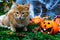 Portrait of a beautiful red-haired domestic cat sitting next to a funny pumpkin head. The concept of the autumn holiday