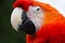 Portrait of a beautiful red Parrot