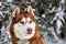 Portrait of a beautiful red Siberian Husky dog in Snowfall on the background of the winter snowy coniferous forest.