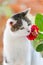 Portrait of a beautiful romantic white and grey cat sniffing to a red rose