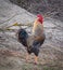 Portrait of a beautiful rooster. Domestic bird.