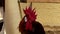 Portrait of a beautiful rooster with a large comb close-up