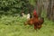 A portrait of a beautiful rooster with a red comb and a brown feathers against a background of green foliage. Sunshine.