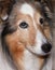 A Portrait of a Beautiful Sable Merle Sheltie