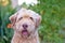 Portrait of a beautiful shaggy dog on a blurry green background. bearded dog