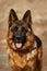 portrait of a beautiful shepherd dog in the field