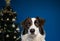 portrait of beautiful shepherd dog in front of christmas tree