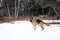 Portrait of beautiful Shepherd dog. German Shepherd stands beautifully in pure white snow in winter against background of forest.